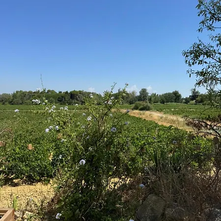 La Paillote Des Vignes à Moussan Moussan